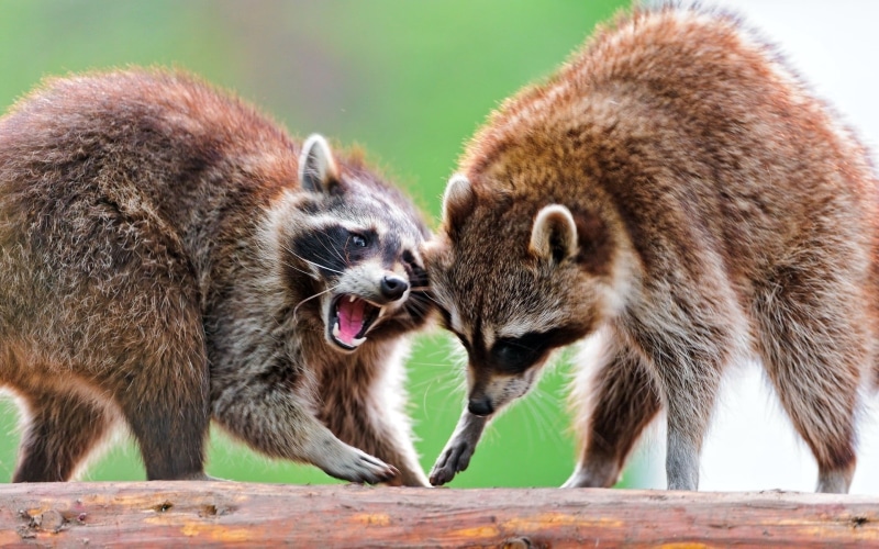 two animals, no people, animal family, aggression, nature, mouth open, looking, raccoon, animal behavior, animal themes, two, fur, zoo, group of animals