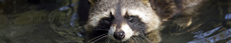 5K, screen, triple, Racoon, Laveur, animal, Raton, multiple, multi, monitor