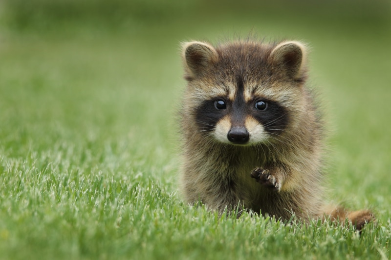 5K, shallow, plant, grass, green Color, portrait, vertebrate, looking at camera, racoon, animal, no People, lawn, mammal, nature, focus, outdoors, day
