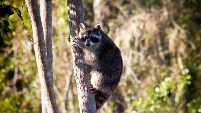 1080P, animals in the wild, raccoon, land, full length, Racoon, mammal, forest, vertebrate, portrait, no people, outdoors, one animal, tree, day, animal wildlife
