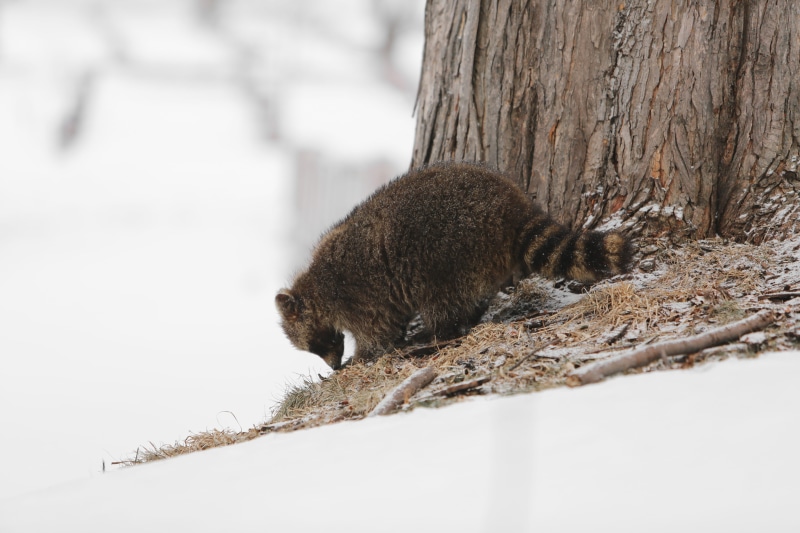 tree, no people, vertebrate, racoon, trunk, cold temperature, animal wildlife, animal, nature, animal themes, 5K, winter, day, side view, snow, raccoon