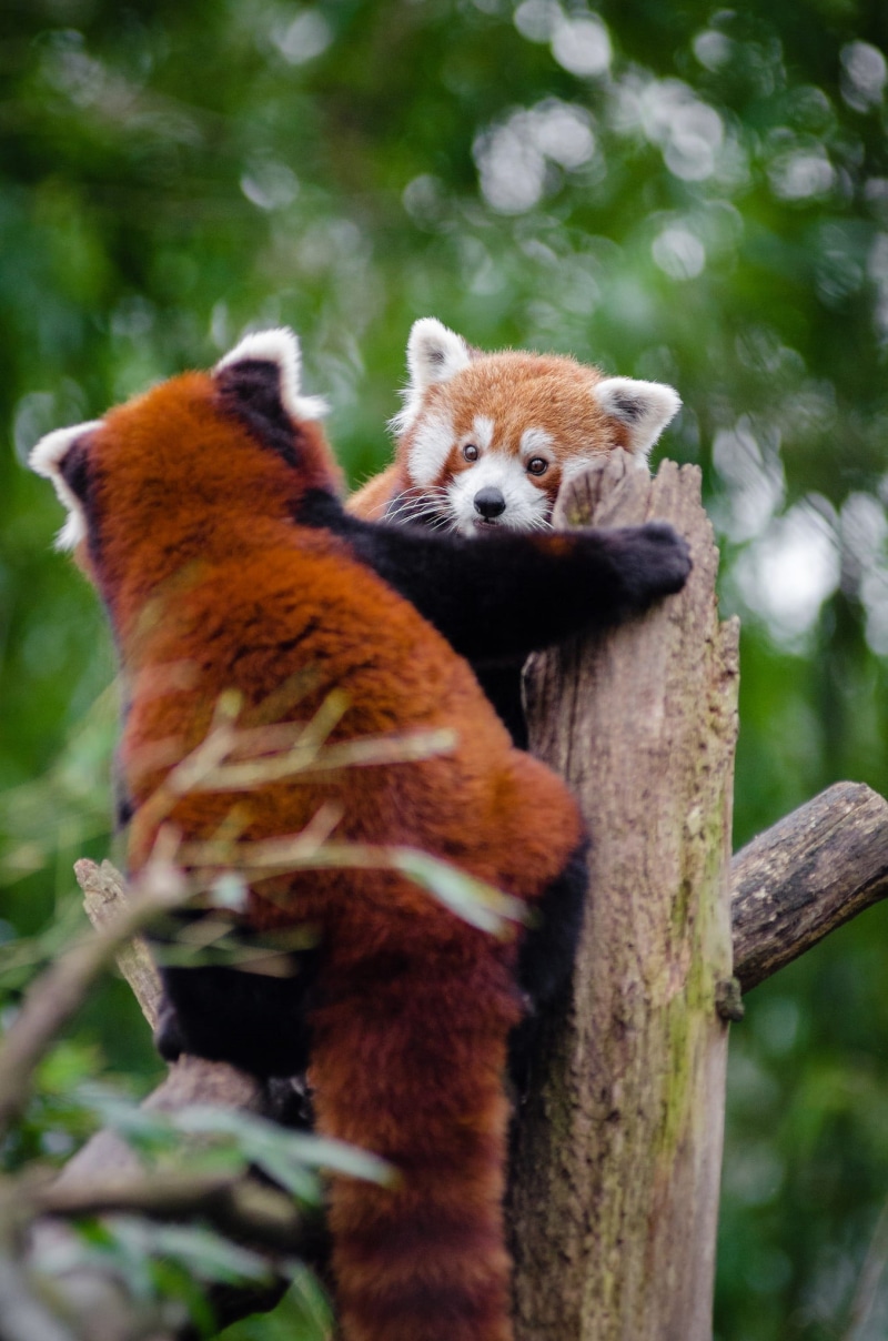 zoo, tree, branch, animals, animal themes, little bear, outdoors, climber, curious, cute, focus, germany, valentines day at the zoo, shallow, couple, red pandas