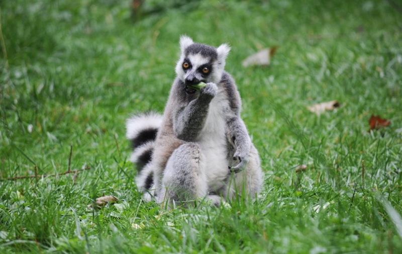 cute, eating, Racoon, mammal, ring-tailed Lemur, grass, white, Nom, animal, zoo, food, lemur, Prague, green food, lemur  catta, 2K, gray, green, nature