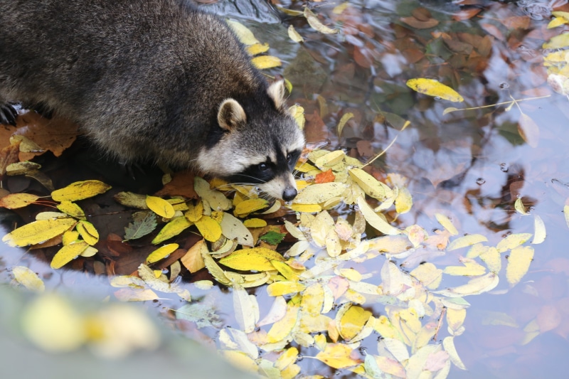 wet, plant part, funny, animals in the wild, face, raccoon, design, adorable, water, outdoor, leaf, autumn, one animal, animal themes, nature, lake, change
