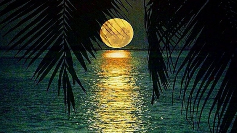 moonlight, evening, leaf, water, night sky, reflection, darkness, 1080P, palm leaf, full moon, moon, night, sky, palm