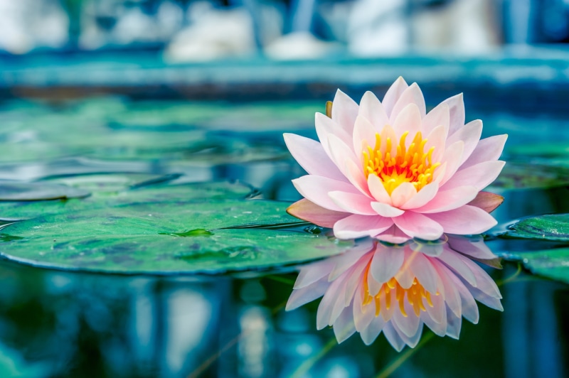 flower, 4K, lotus water lily, petal, flowering plant, purple, water lily, fragility, freshness, flower head, plant, outdoors, floating, swimming pool
