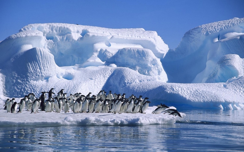 Ice, Penguins, Snow, Antarctica, Adelie, Sea, 1080P