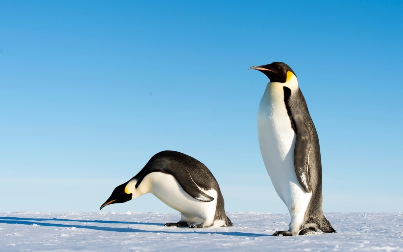 nature, photo, two, ice, winter, polar Climate, penguins, wildlife, gentoo Penguin, snow, south Pole, antarctica, penguin, black, bird, flightless Bird