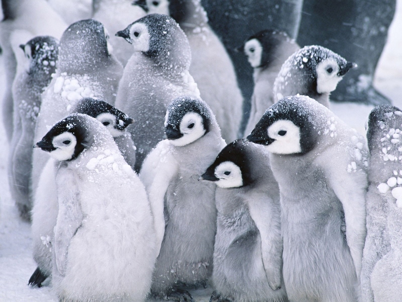 720P, cute, penguins, baby, animals, snow, winter, cute baby penguins
