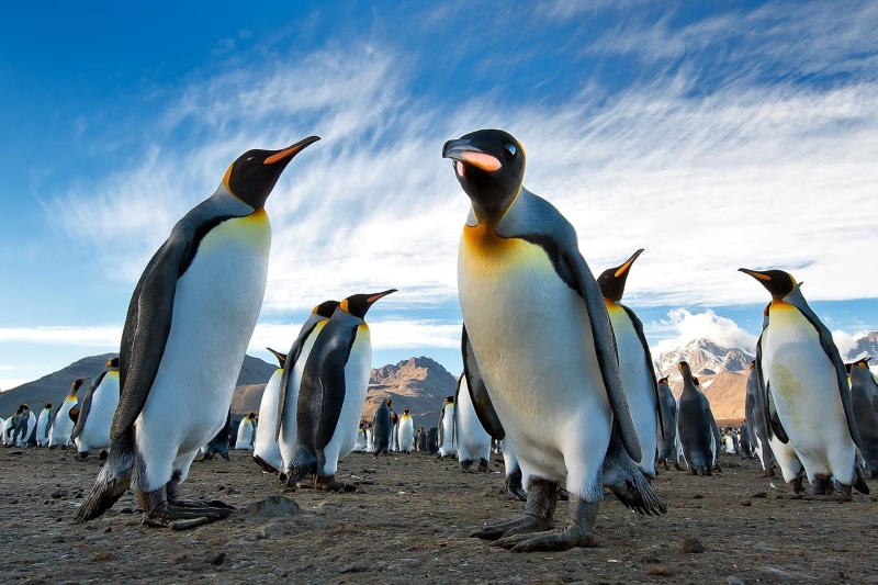 royal, Antarctica, mountains, penguins, Best s, sky, s, land, colony, South Georgia, 1080P