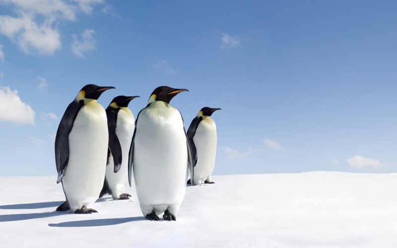 snow, birds, 1080P, hd, penguins, animals