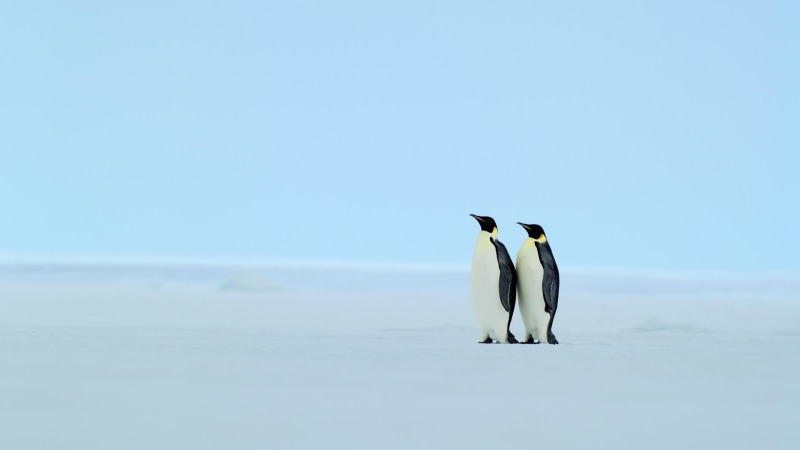 animal themes, animal family, sea, outdoors, horizon over water, black, sky, nature, animal, animal wildlife, ice, bird, cold, birds, iceberg, clear sky