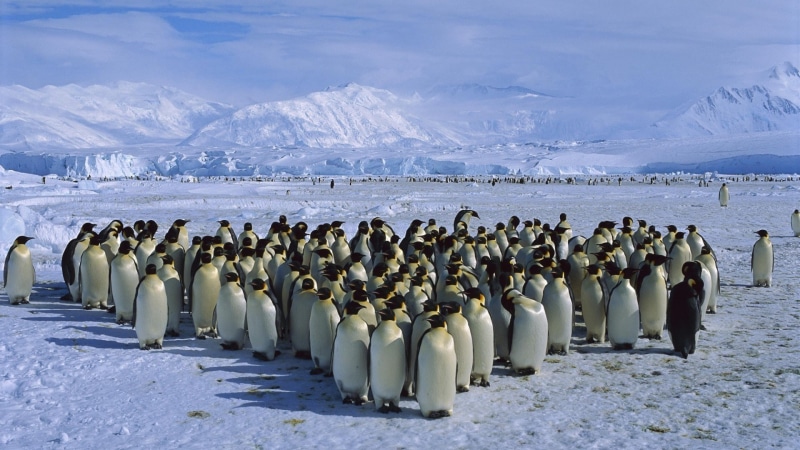 group of animals, water, outdoors, environment, nature, cold temperature, scenics - nature, mountain, mountains, sea, landscape, snow, animal themes, animal