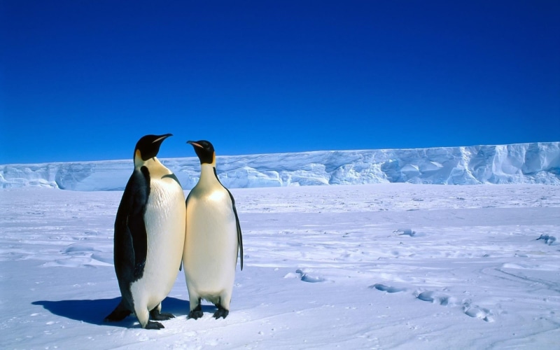 glacier, vertebrate, penguins, outdoors, arctic, ice, environment, animal, two, wildlife, Antarctica, polar Climate, cold - Temperature, frozen, cold temperature
