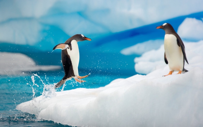 outdoors, cold - Temperature, penguins, waddling, day, cold temperature, motion, south Pole, two animals, marine, wildlife, vertebrate, animals In The Wild