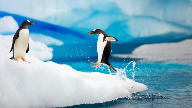 penguins, 1080P, winter, arctic, penguin, cold, ice berg, ocean, animals, antarctica, play