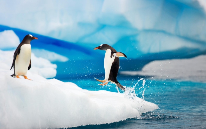 penguins, animals and birds, gentoo, two, 1080P, antarctica