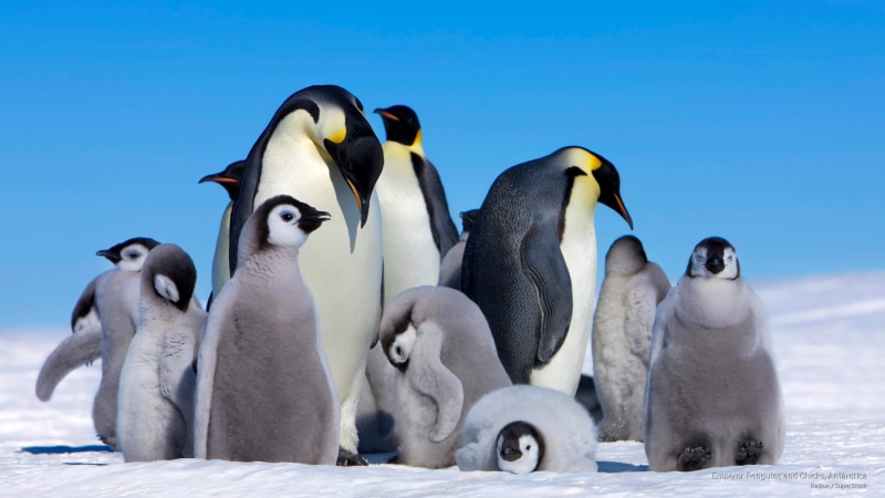 chicks, 2K, emperor, penguins, Antarctica