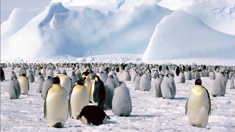 waddling, raff, wildlife, frozen, cold temperature, cold - Temperature, snow, animals In The Wild, polar Climate, ice, white color, colony, penguin, antarctica