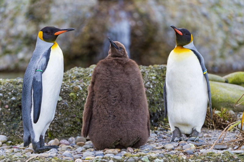 penguins, switzerland, bird, zürich  zoo, animal, three, colorful, penguin, gentoo Penguin, young  brown, penguin  king, colony, stones, 4K, adult, wildlife