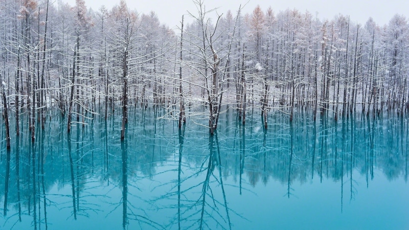 environment, scenics - nature, plant, 1080P, forest, cyan, trees, Japan, turquoise colored, lake, nature, tranquility, mist, tranquil scene, bare tree