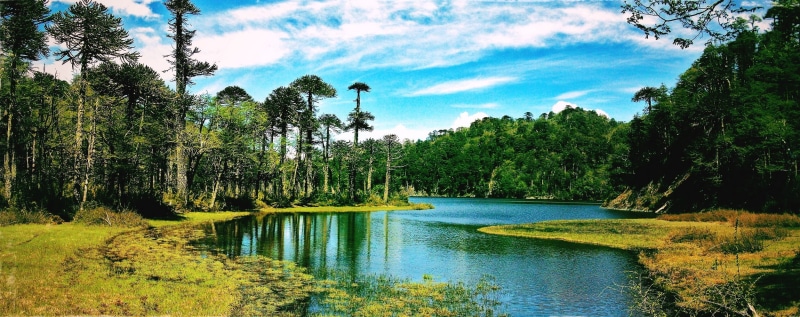 reflection, sky, grass, plant, tranquil scene, green color, forest, river, scenics - nature, monkey puzzle tree, outdoors, beauty in nature, clouds, nature
