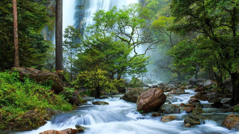 rainforest, no people, long exposure, river, beauty in nature, trees, flowing, growth, land, tree, landscape, nature, 1080P, stream - flowing water, outdoors