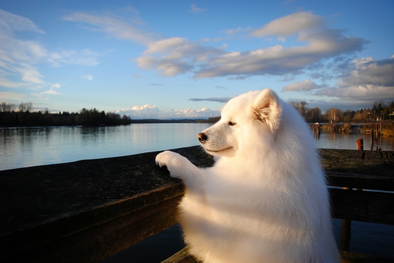 river, 2K, Samoyed, dog