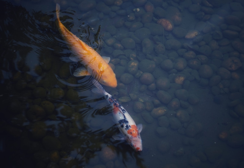 ornament, marine, lily, coho, sea life, pebble, animal wildlife, aquatic, koi carp, goldfish, underwater, flower, animals in the wild, pond, day, vertebrate