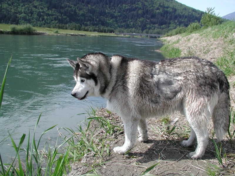 dogs, pond, ponds, animals, nature, cute dogs, siberian husky, siberian, 1080P, grass