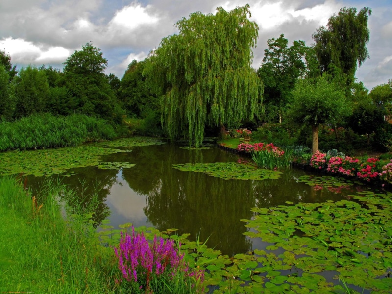 3d and abstract, tree, 1080P, weeping willow, pond, park, waterlily, water, flower, lake, beautiful, cloud