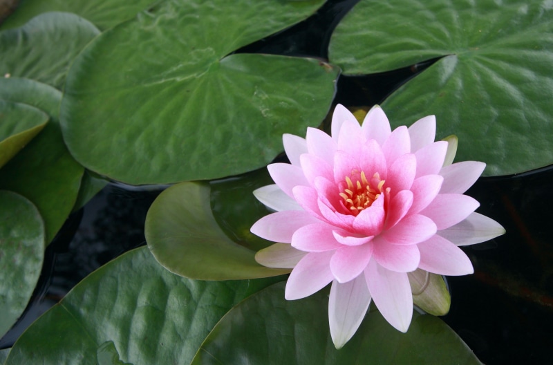 plant, backgrounds, flowering plant, floating on water, beauty In Nature, petal, asia, nature, lotus, close-up, growth, pink, pond, vulnerability, blossom