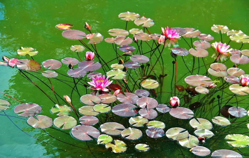 freshness, growth, lily, day, flowers, flowering plant, springtime, leaves, summer, pink, lotus Water Lily, petal, water Lily, vulnerability, no people