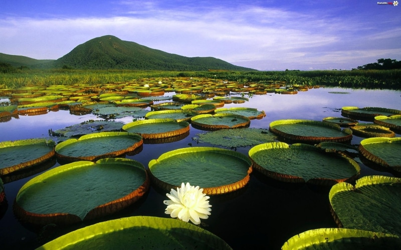 waterlily, lotus, 1080P, flowers, nature and landscapes, water, pond, nature, lilies, flower