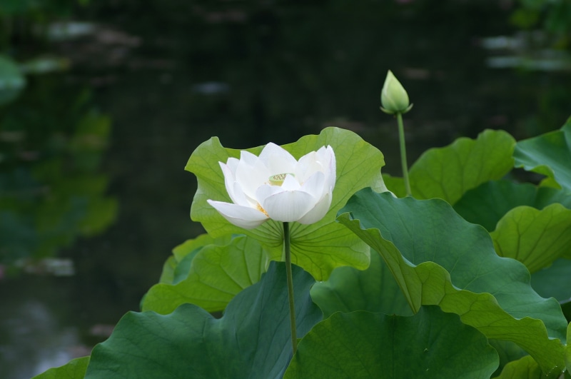 vulnerability, white, plant part, fragility, plant, outdoors, springtime, inflorescence, Lily, no people, pond, water Lily, flowering plant, freshness
