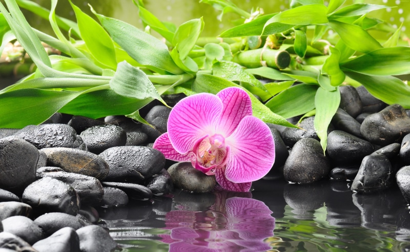 Orchid, 8k, 5k, pond, 5K, 4k