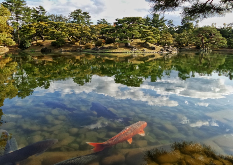 group of animals, japanese, japan, outdoors, waterfront, lake, pond, tranquility, nature, no people, animals in the wild, day, koi, black, red, swimming