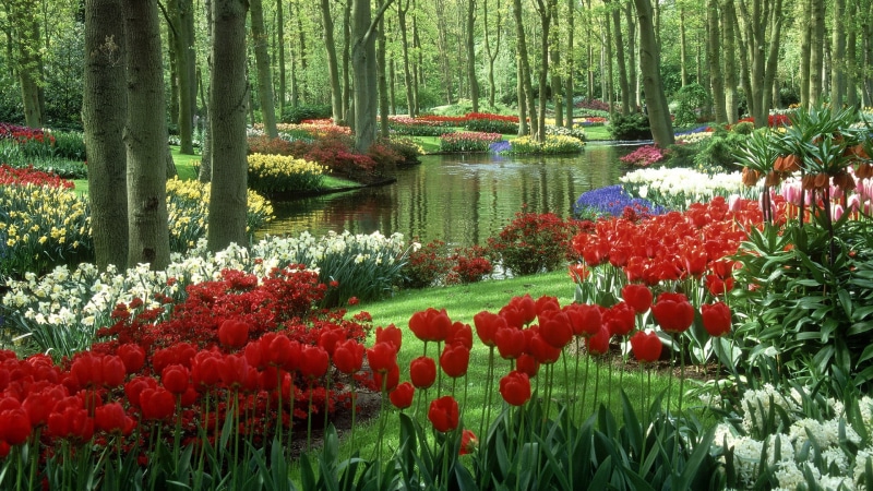 flowering plant, garden, growth, 1080P, tranquil Scene, formal Garden, grass, beauty In Nature, plant, flowers, lake, springtime, day, red, petal, season