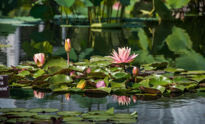 floating On Water, leaf, aquatic, pink Color, single Flower, flower, botany, freshness, blossom, outdoors, plant part, flowering plant, water, leaves, petal