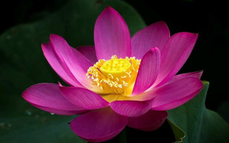 close, Lotus, Pink, Green, Leaves, 1080P, Flower
