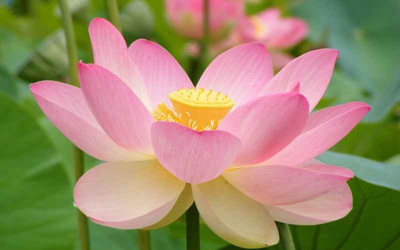 leaf, plant, flowers, plant part, freshness, pink color, close-up, inflorescence, flower, 2K, no people, lotus flowers, growth, pollen, water lily, focus on foreground