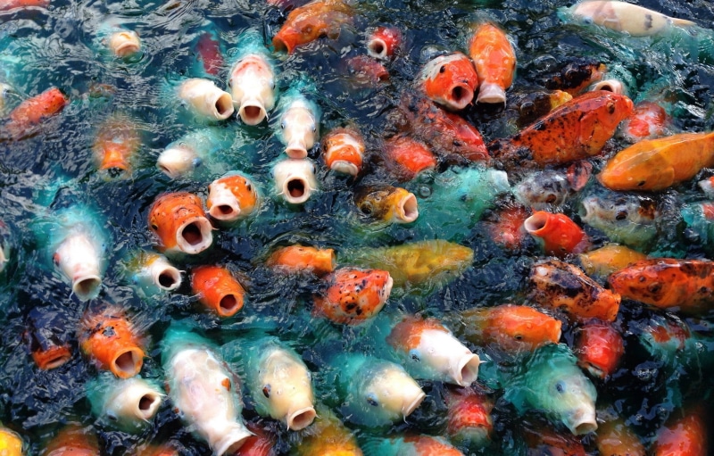  water, swimming, animal wildlife, vertebrate, carp, animal themes, sea, animal, animals, full frame, group of animals, sea life, nature, animals in the wild