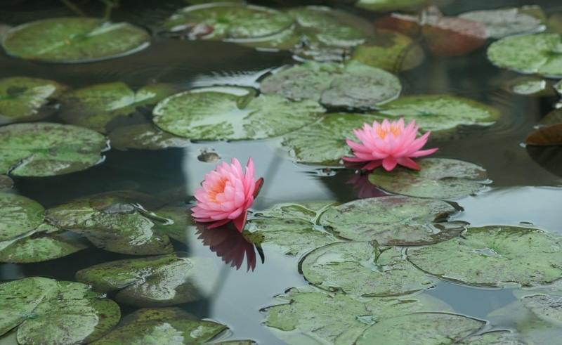 single Flower, botany, 1080P, pink, no people, aquatic, lotus Water Lily, flower Head, freshness, petal, outdoors, water Lily, pink Color, flower, lily