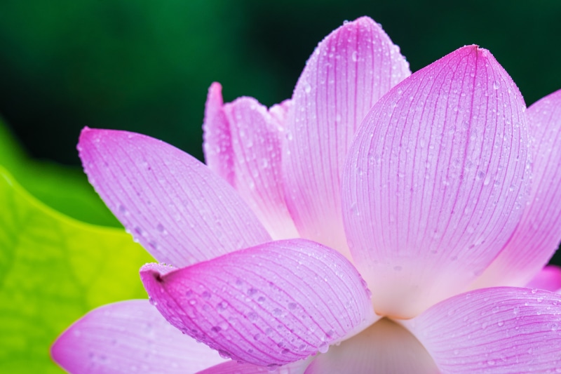 Dr, ancient, pink, leaf, flower Head, closeup, 4K, lotus, petal, beauty In Nature, ILCE-7M2, rainy day, germination, Lotus flower, close-up, Oga, park