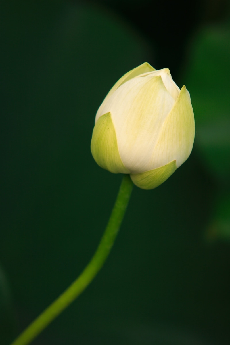 selective focus, springtime, flower Head, tulip, photo, 2K, Lotus flower, selective, beauty In Nature, plant, focus, petal, nature, white Lotus, lotus Water Lily