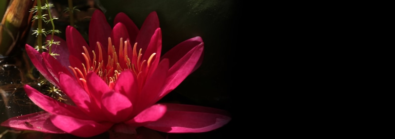 meditation, water lily, freshness, nuphar lutea, beauty in nature, flowering plant, background, red, bloom, map, garden, water, lotus, pink, red pond rose
