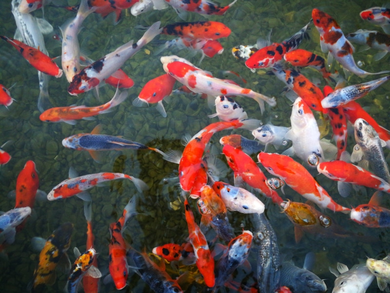 body, marine, koi carp, top, animal wildlife, view, israel aquarium, photo, 5K, no people, nature, animal themes, large group of animals, animals in the wild