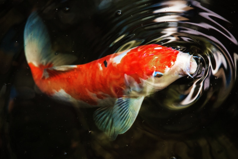 ripple, koi, close-up, orange, white, photo, koi carp, animal themes, water, outdoors, fish, animal wildlife, photography, no people, animal body part