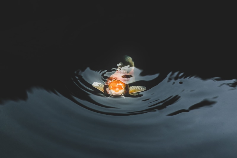 outdoors, pond, animal photography, animal, fish, close-up, marine, no people, reflection, rippled, high-speed photography, floating on water, animal themes