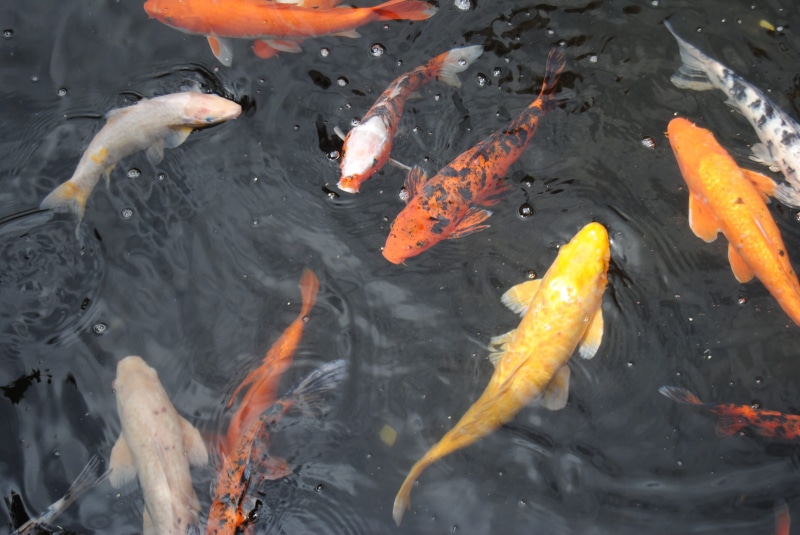 Park, carp, orange color, vertebrate, group of animals, high angle view, fish, no people, Koi, outdoors, nature, marine, Pond, animal themes, large group of animals